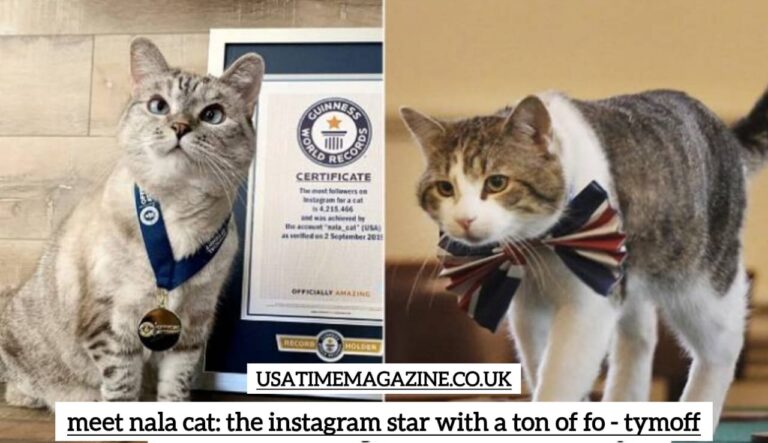 Meet Nala Cat: The Instagram Star with a Ton of Followers – Tymoff