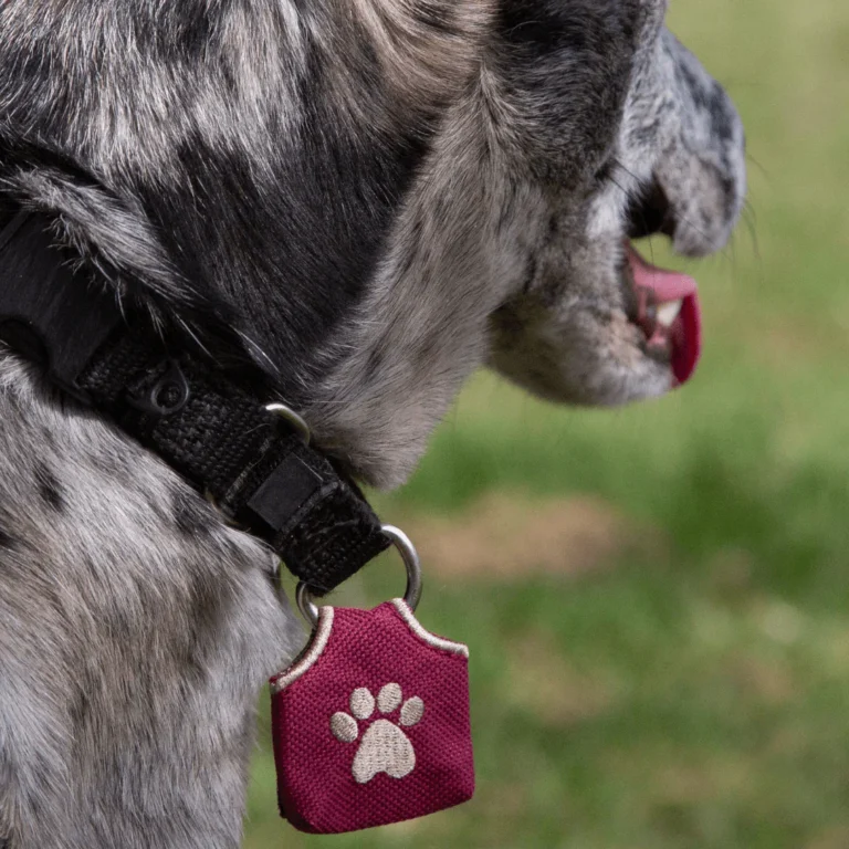 Why Every Dog Needs a Dog Tag