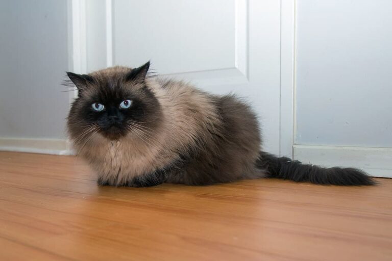 Is a Himalayan Cat the Right Pet for You? Key Things to Consider