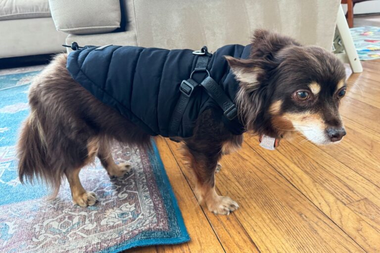 XXS Dog Clothes Patterns: A Guide to Fashion for Tiny Pups