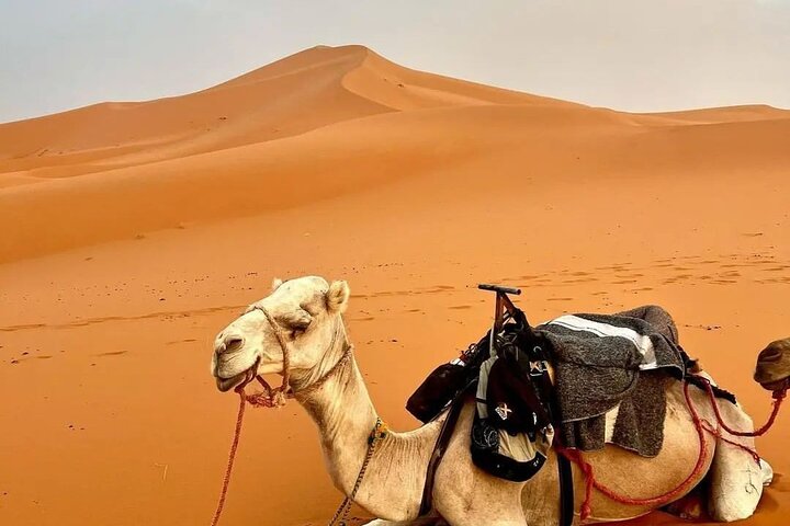 Discover Morocco’s Desert Wonders: A Journey Through Sand and Time