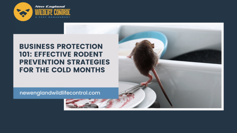 Rodent Control Surrey: Effective Strategies for Home and Business Protection